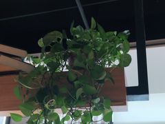 -比格比萨自助(诺亚大厦店)