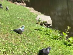 -北海道厅旧本厅舍(旧本庁舎)