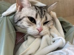 -北京观赏动物医院·24小时大型综合·猫专科·异宠专科