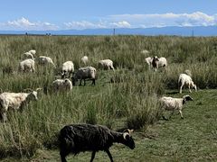 -青海湖国家重点风景名胜区