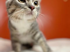 -喵五郎の猫咪酒店·专业洗护·寄养