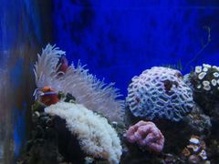 -江和美海洋公园