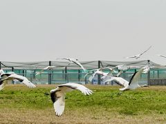 -盐城丹顶鹤湿地生态旅游区