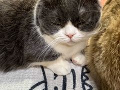 -和它·交个朋友·狗咖猫咖(爱琴海店)