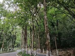 -火炉山森林公园