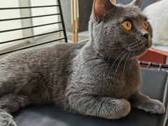 -米宠家·撸猫猫咖小萌宠·猫咪洗澡·猫咪寄养(高新大都荟店)