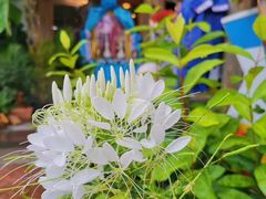 -Ohkajhu Organic Farm Sansai