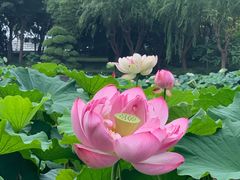 -陈家山荷花公园