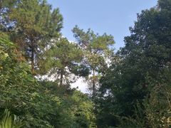 -铁山坪森林公园