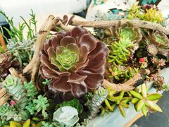 -北马山庄植趣咖啡