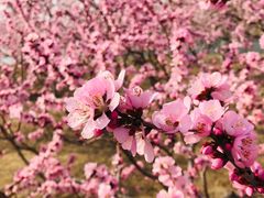 -大兴滨河森林公园