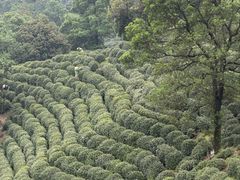 -十里琅珰