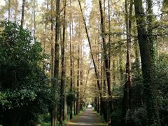 -上海长兴岛郊野公园