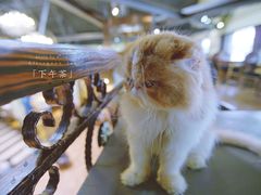 -more than meow吴止猫主题餐厅(承德 中船汇店)