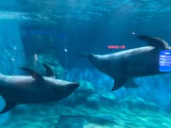 -福州罗源湾海洋世界旅游区