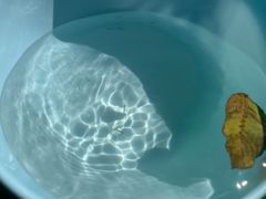 -雅鲁激流探险漂流