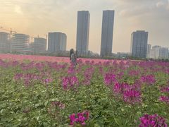 -映月湖中央公园