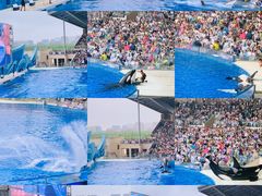 -上海海昌海洋公园