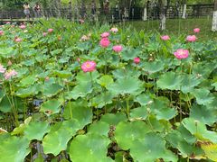 -沐仙湖湿地公园