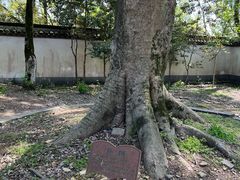 -上海佘山国家森林公园天马山园