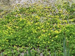 -桤木河湿地公园