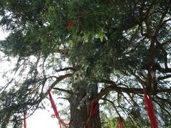 景点-神农架景区