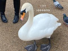 -海德公园