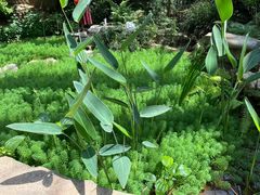 -南山植物园