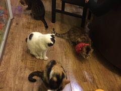 -猫色咖啡·猫咖