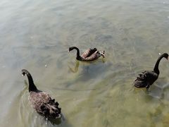 -五缘湾湿地公园