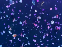 -石家庄极地海洋世界