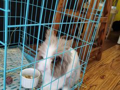 -志龙皇冠吃货椰子铺