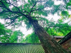 -青岛崂山太清宫
