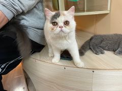 -喵的天空名猫咖啡馆·撸猫·猫舍·用品
