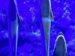 -江和美海洋公园