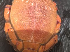 -初色海鲜自助(万丰路店)