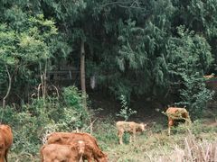 -七曲山风景区