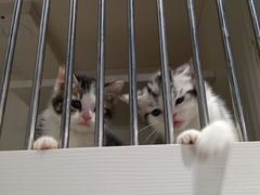 -东方名猫馆·英短金渐层布偶猫舍(环线广场1号楼店)