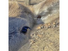 -秦皇岛野生动物园