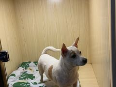 -宠物之家Pets Home 宠物寄养酒店