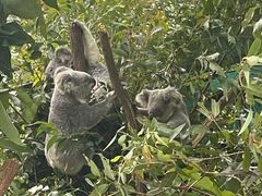 -可伦宾野生动物保护区