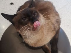 -飞行喵MR PILOT|猫舍·猫咖(静安大融城店)