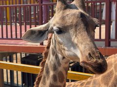 -西霞口神雕山野生动物世界
