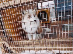 -宫城藏王狐狸村