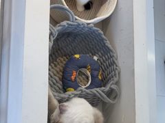 -怪兽屋·羊驼·猫咖·狗咖(俊华广场店)