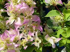 -龙大花卉苗木市场