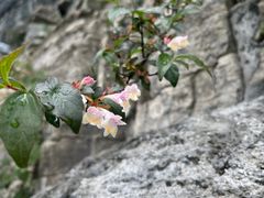 -恩施大峡谷