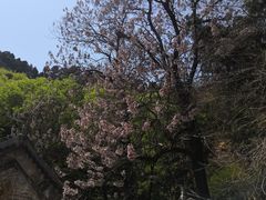 -北京上方山国家森林公园