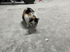 -宠颐生宠物医院·犬猫全科·皮肤科(商业街店)