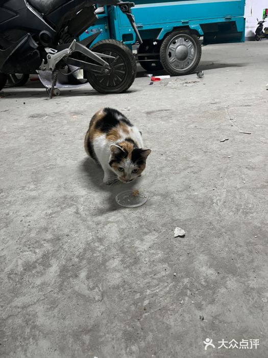 宠颐生宠物医院·犬猫全科·皮肤科(商业街店)图片